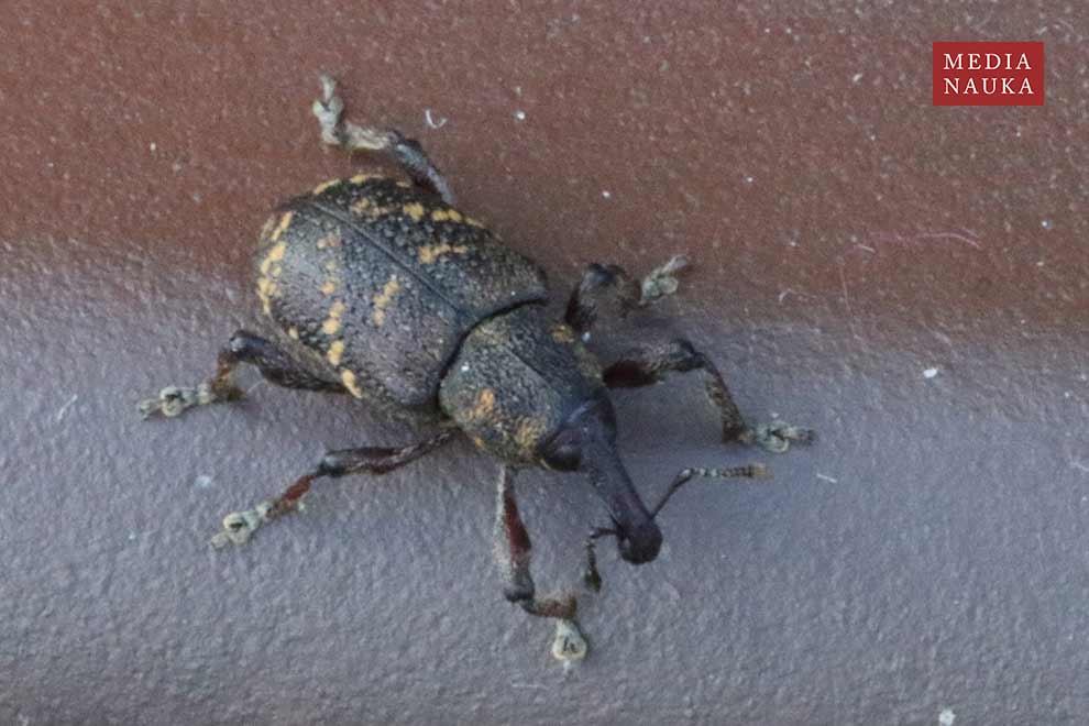 szeliniak sosnowy (Hylobius abietis)