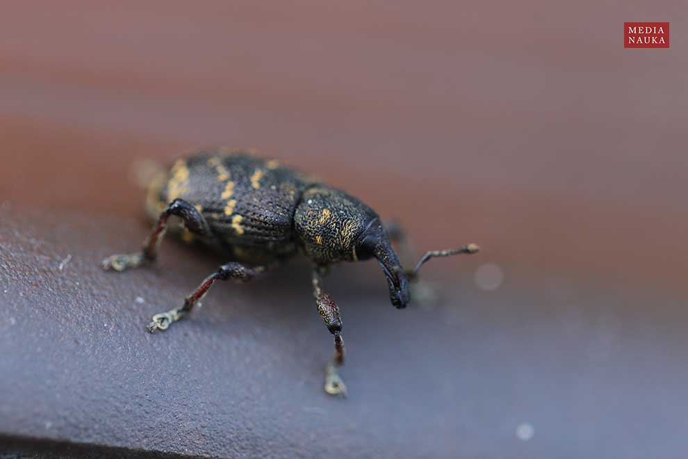 szeliniak sosnowy (Hylobius abietis)
