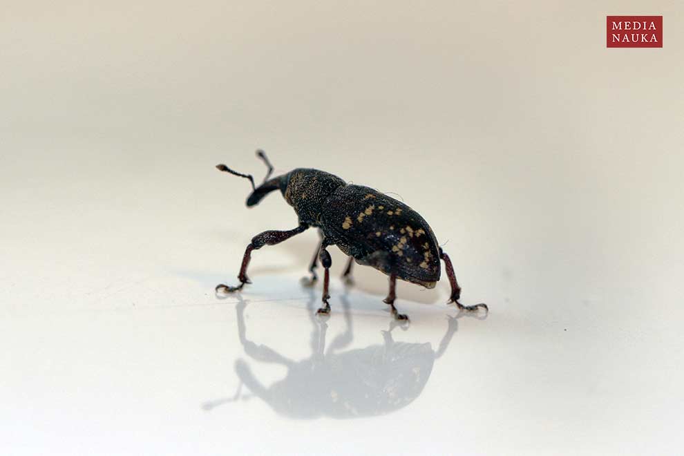 szeliniak sosnowy (Hylobius abietis)
