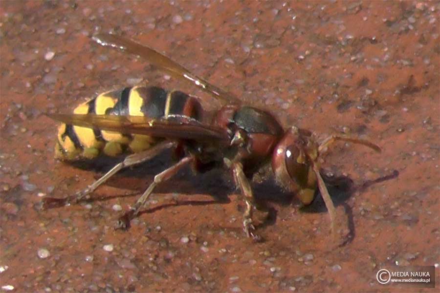 szerszeń europejski (Vespa crabro)