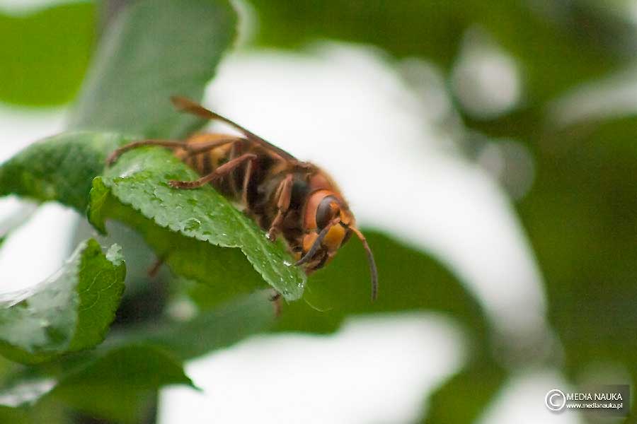 szerszeń europejski (Vespa crabro)