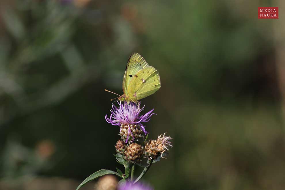 szlaczkoń siarecznik (Colias hyale)