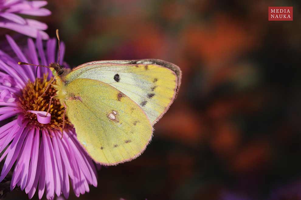 szlaczkoń siarecznik (Colias hyale)
