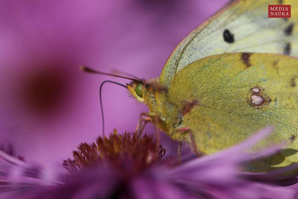 szlaczkoń siarecznik (Colias hyale)