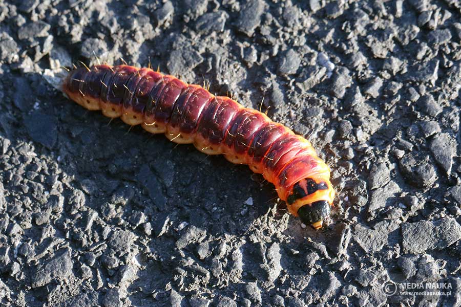 trociniarka czerwica (Cossus cossus)