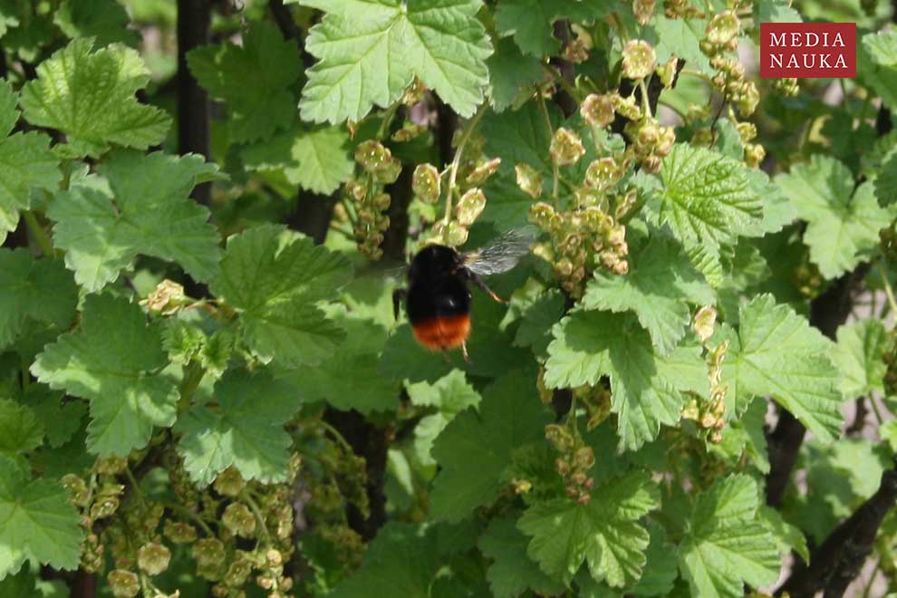 trzmiel kamiennik (Bombus lapidarius)