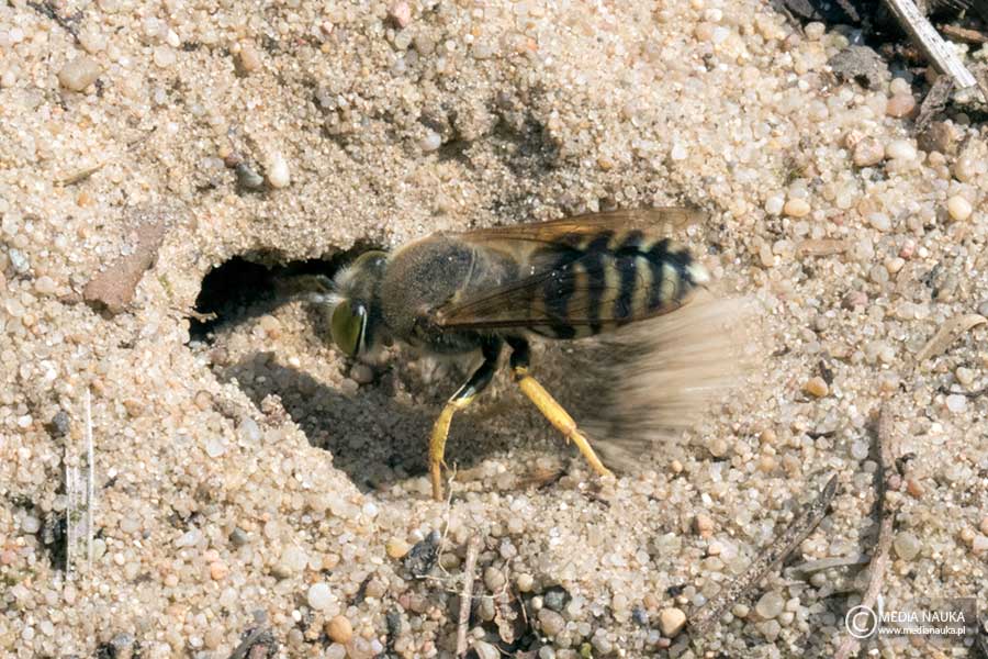 wardzanka żądlica (Bembix rostrata)