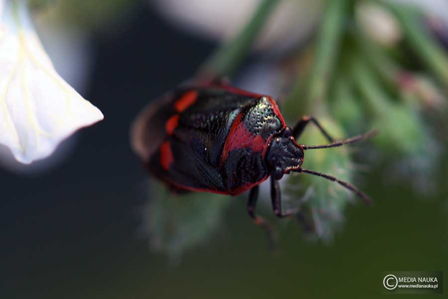 warzywnica kapustna (Eurydema oleraceum)