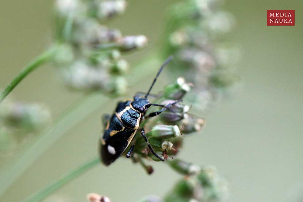 warzywnica kapustna (Eurydema oleraceum)