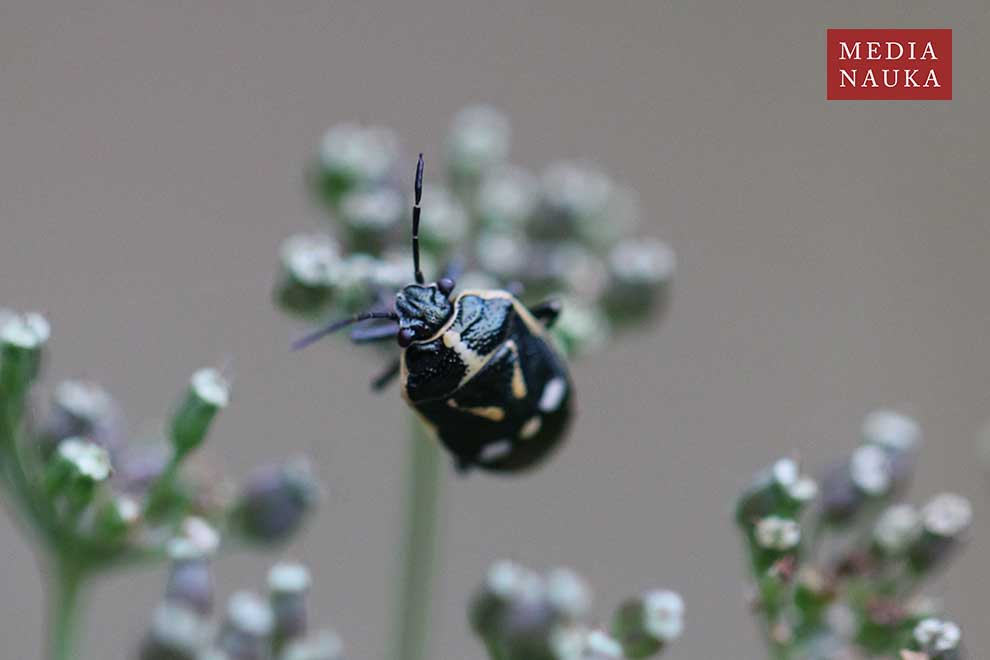 warzywnica kapustna (Eurydema oleraceum)