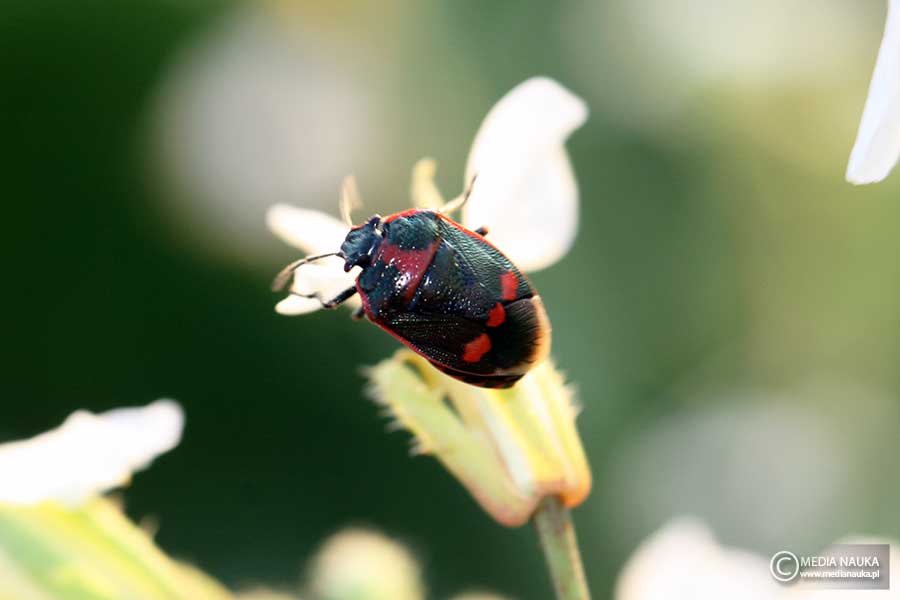 warzywnica kapustna (Eurydema oleraceum)