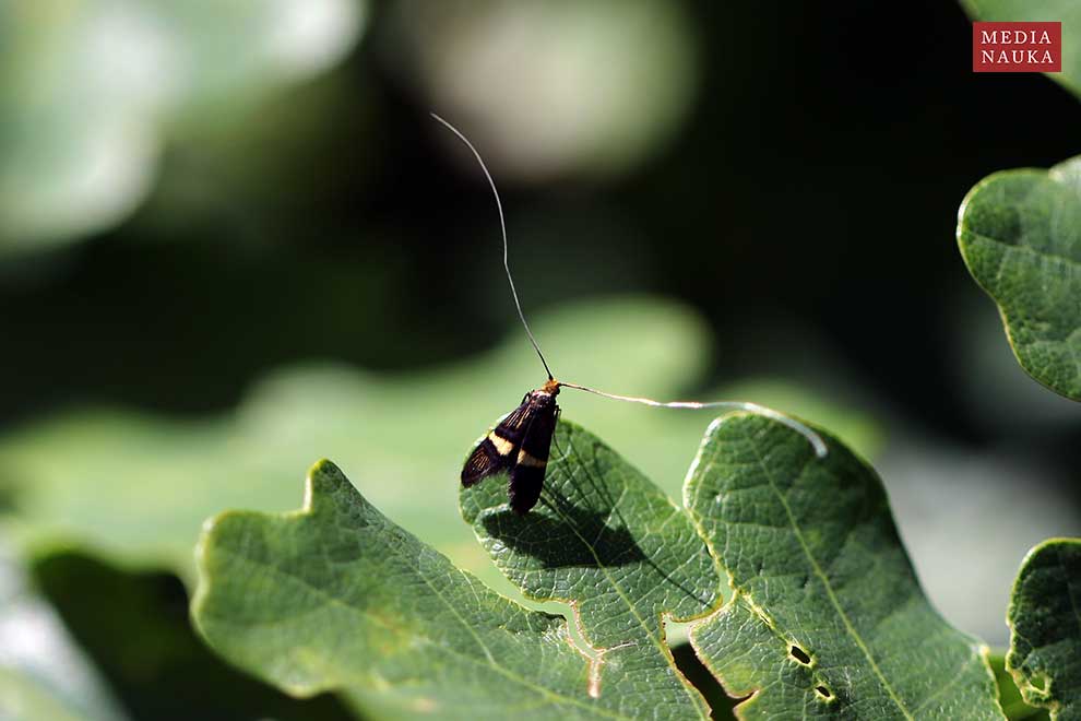 wąsateczka zawilczaneczka (Nemophora degeerella)