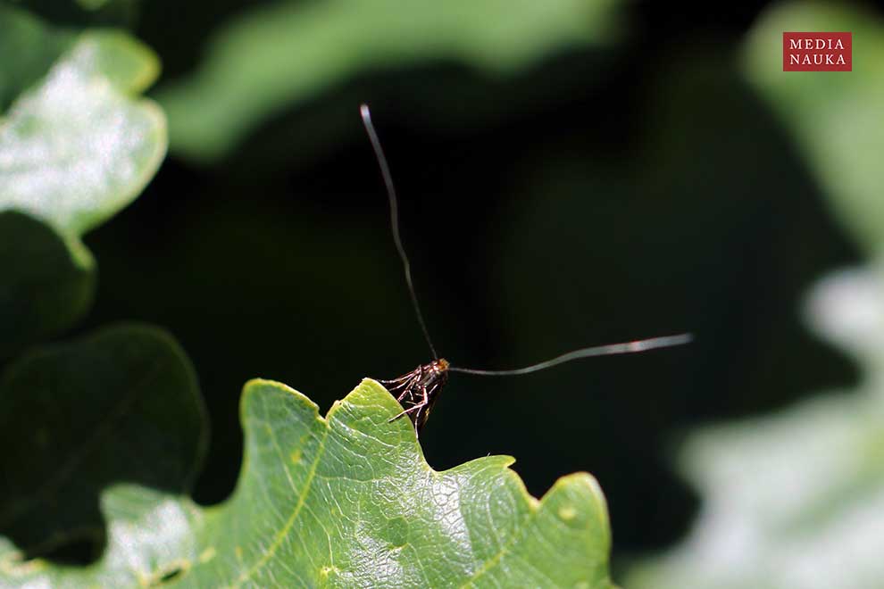 wąsateczka zawilczaneczka (Nemophora degeerella)