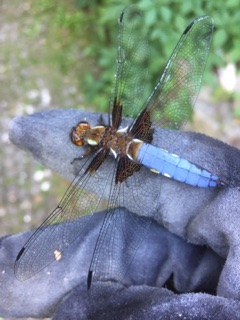 ważka płaskobrzucha (Libellula depressa)