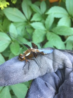 ważka płaskobrzucha (Libellula depressa)