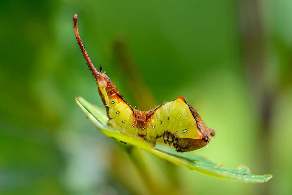 widłogonka gronostajka (Cerura erminea)