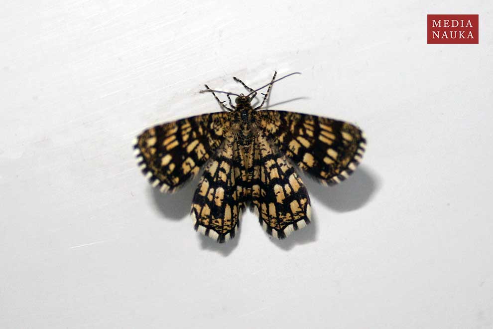 witalnik nostrzak, bażantek nostrzak (Chiasmia clathrata)