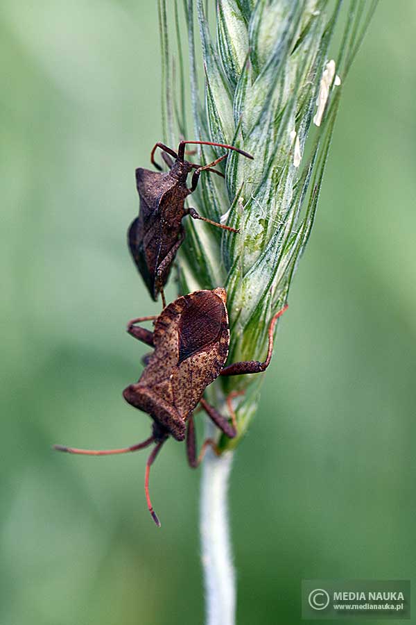 wtyk straszyk (Coreus marginatus)