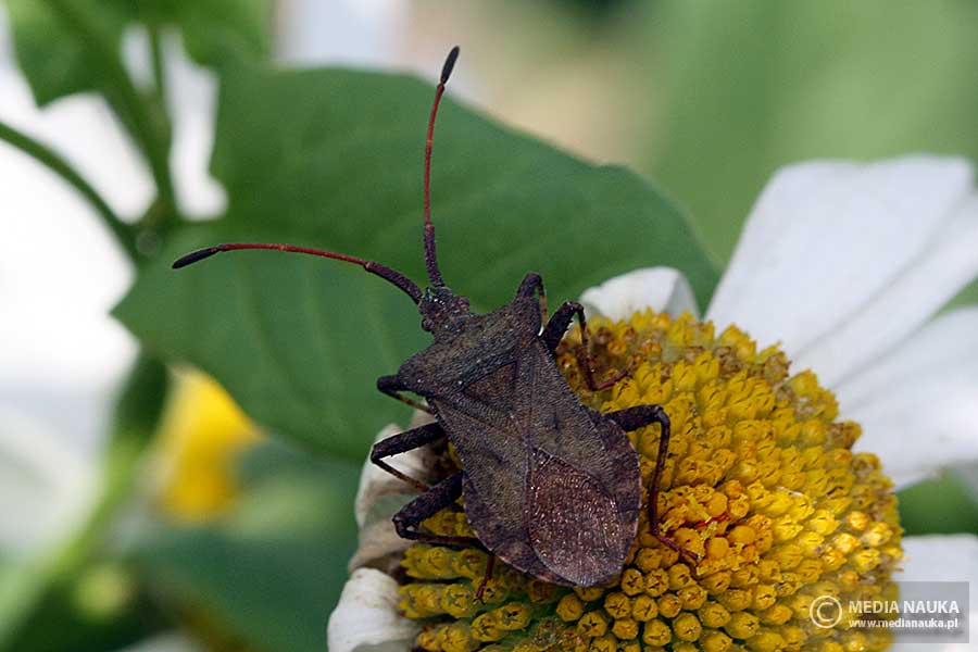 wtyk straszyk (Coreus marginatus)