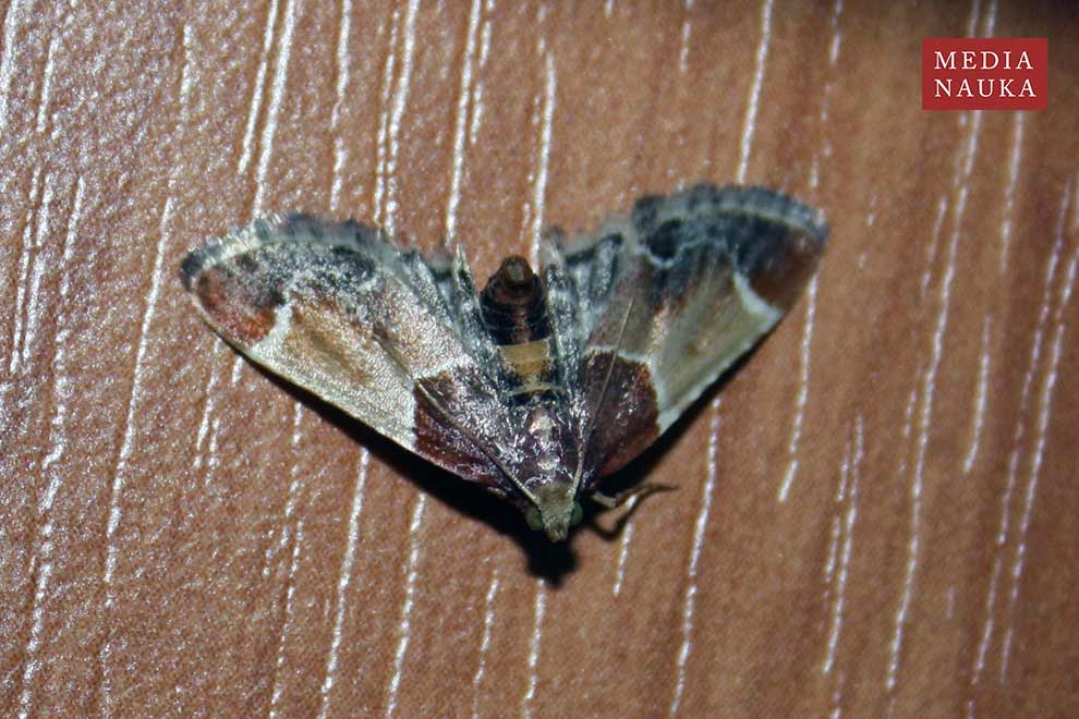 zadarlica spiżarnianka (Pyralis farinalis)