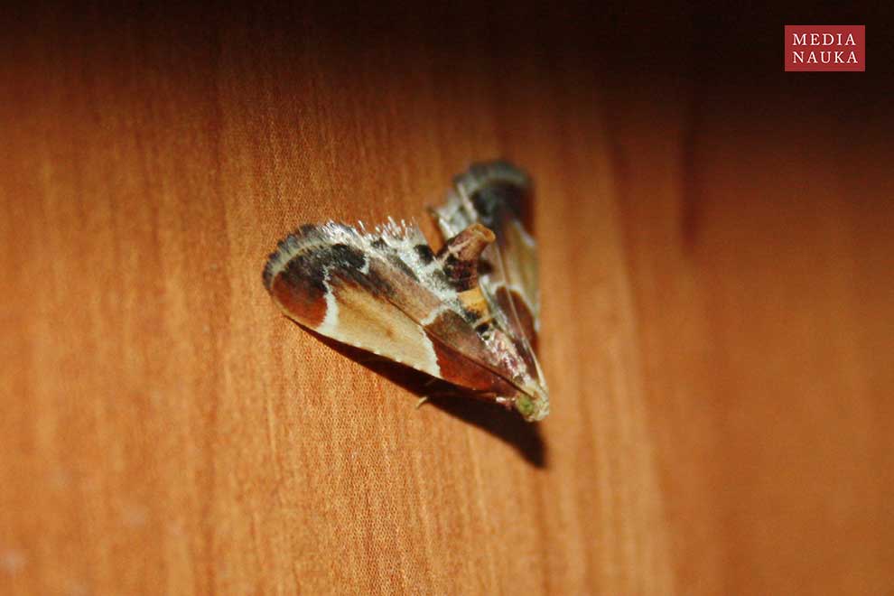 zadarlica spiżarnianka (Pyralis farinalis)