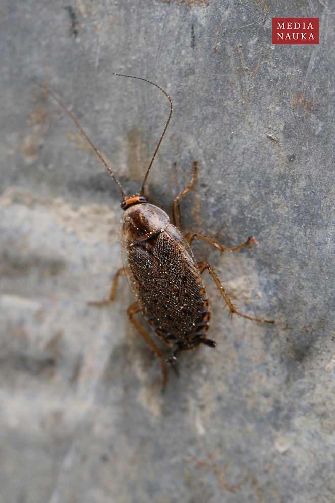 zadomka polna (Ectobius lapponicus)