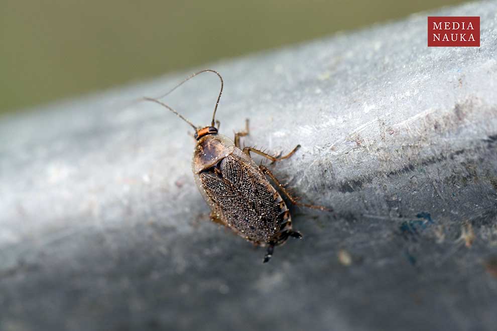 zadomka polna (Ectobius lapponicus)
