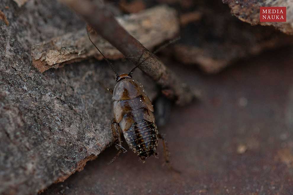 zadomka polna (Ectobius lapponicus)