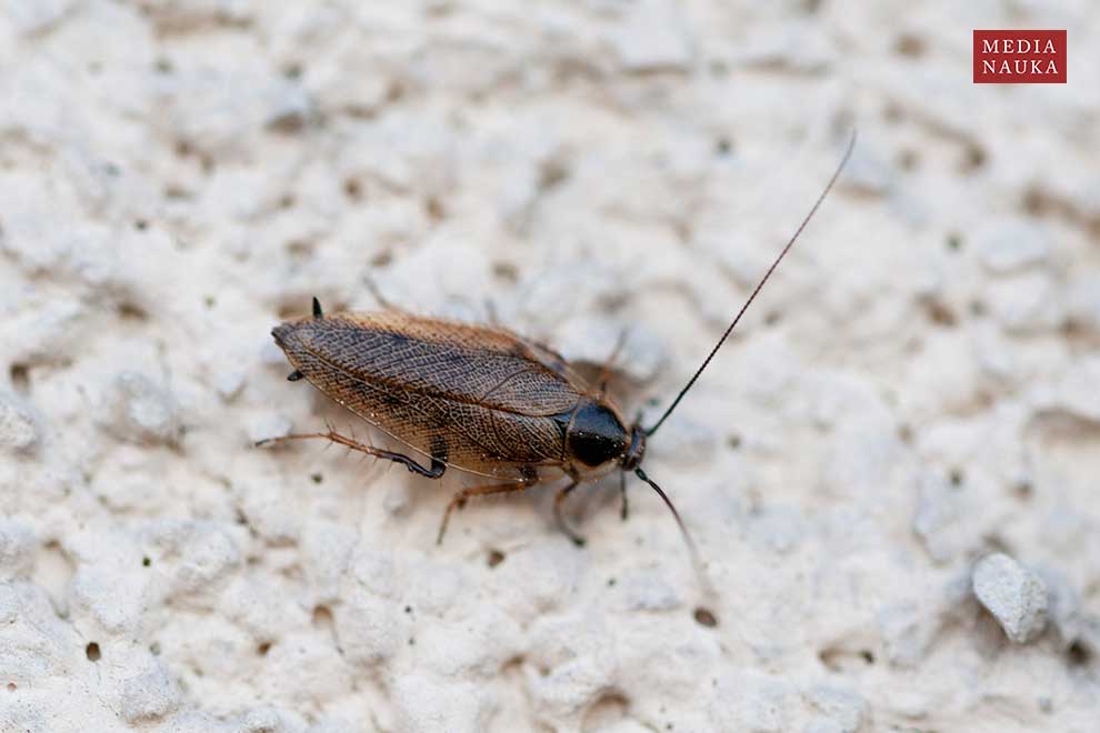 zadomka polna (Ectobius lapponicus)
