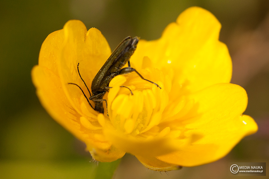 zalęszczyca (Oedemera virescens)
