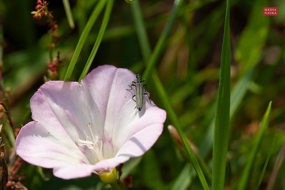 zalęszczyca (Oedemera virescens)