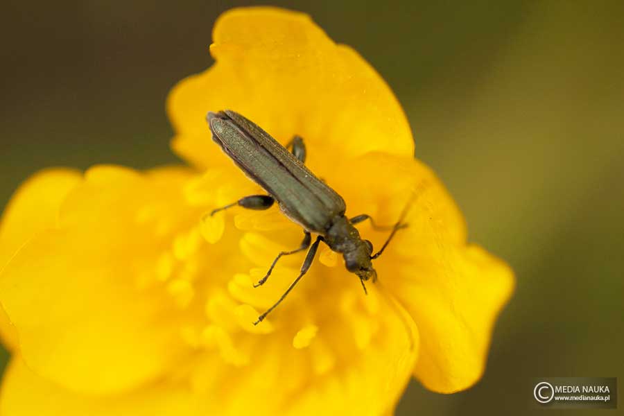zalęszczyca (Oedemera virescens)