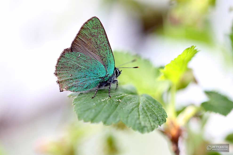 zieleńczyk ostrężyniec (Callophrys rubi)