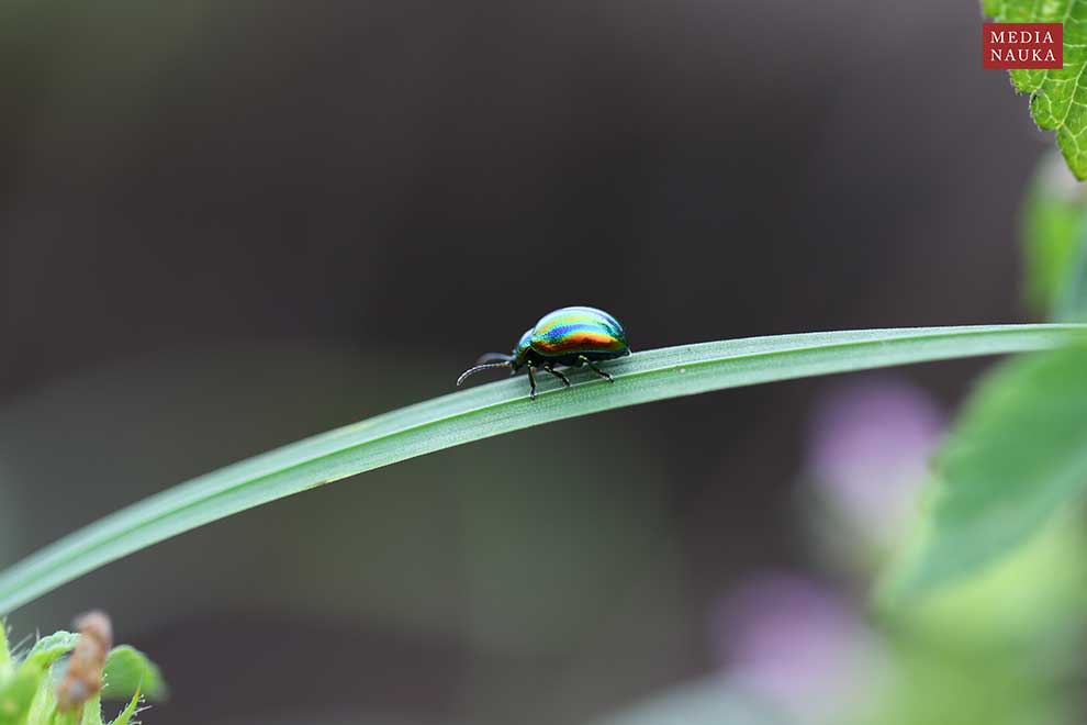 złotka jasnotowa (Chrysolina fastuosa)