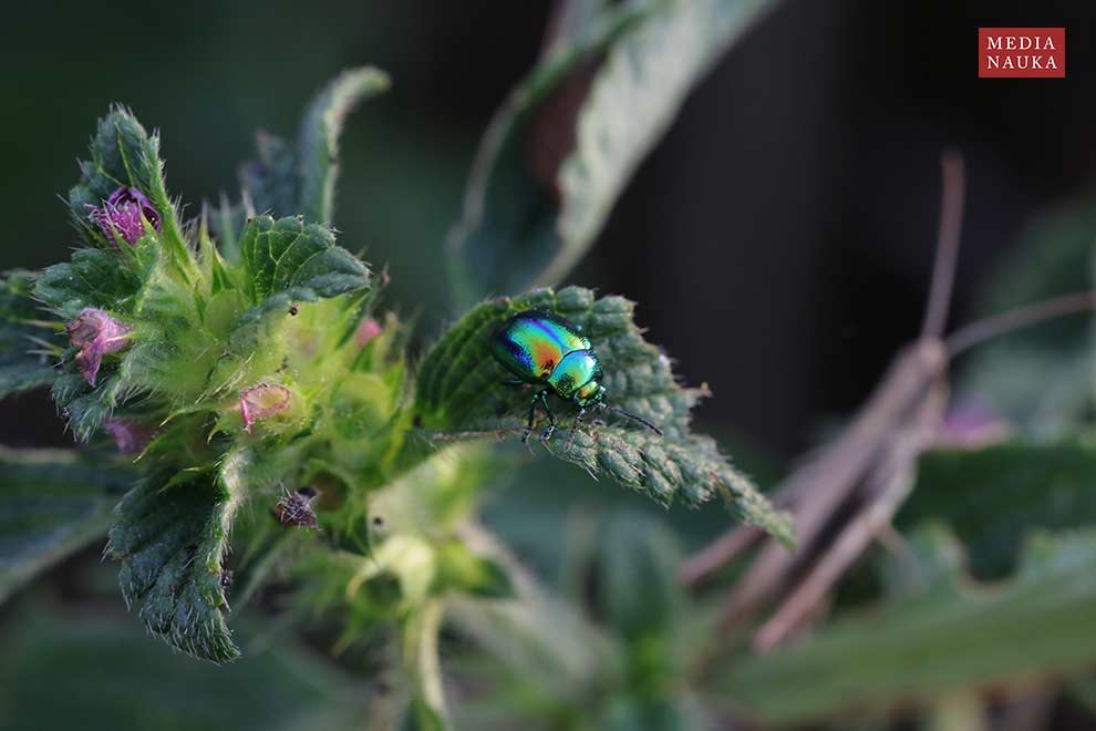 złotka jasnotowa (Chrysolina fastuosa)