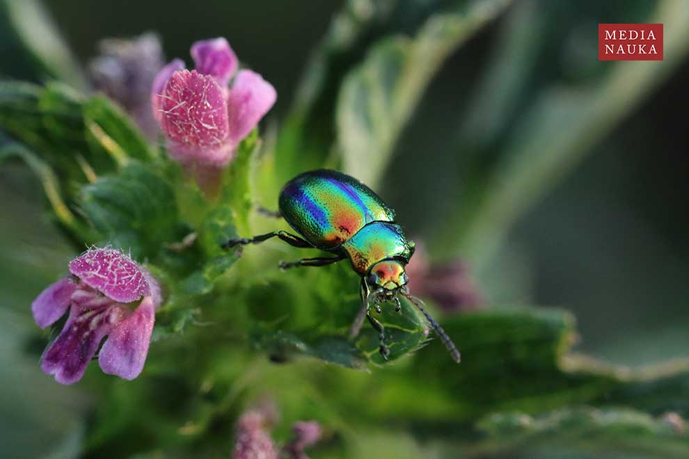 złotka jasnotowa (Chrysolina fastuosa)