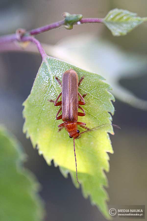 zmięk żółty (Rhagonycha fulva)