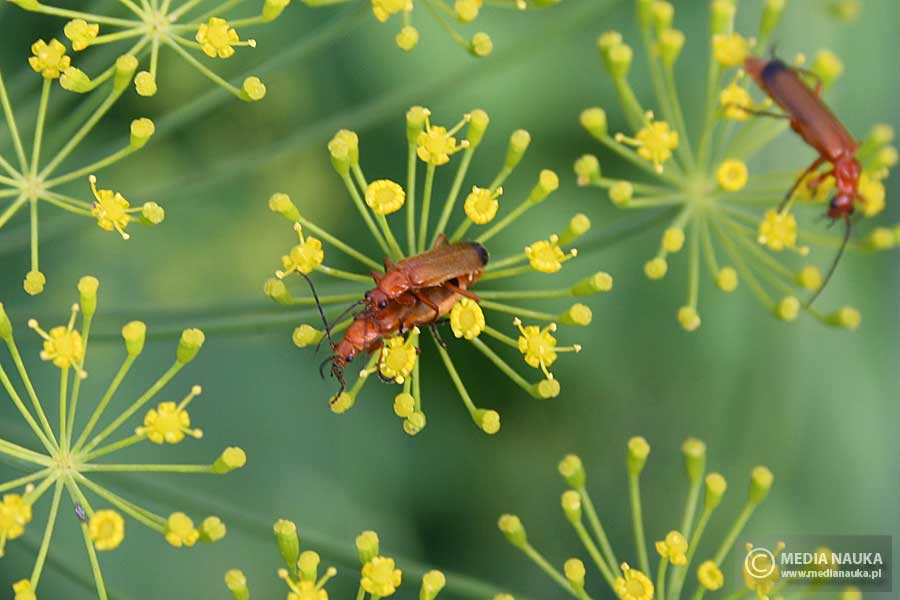 zmięk żółty (Rhagonycha fulva)
