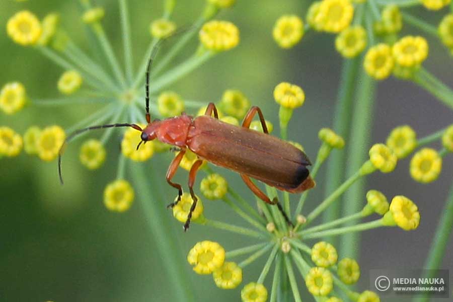 zmięk żółty (Rhagonycha fulva)