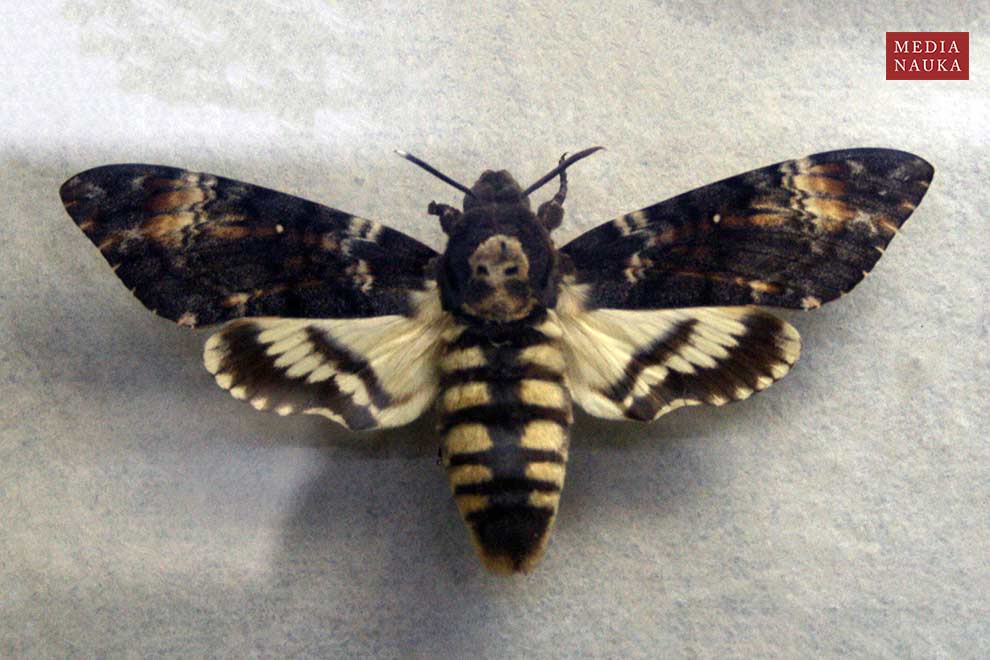 zmierzchnica trupia główka (Acherontia atropos)
