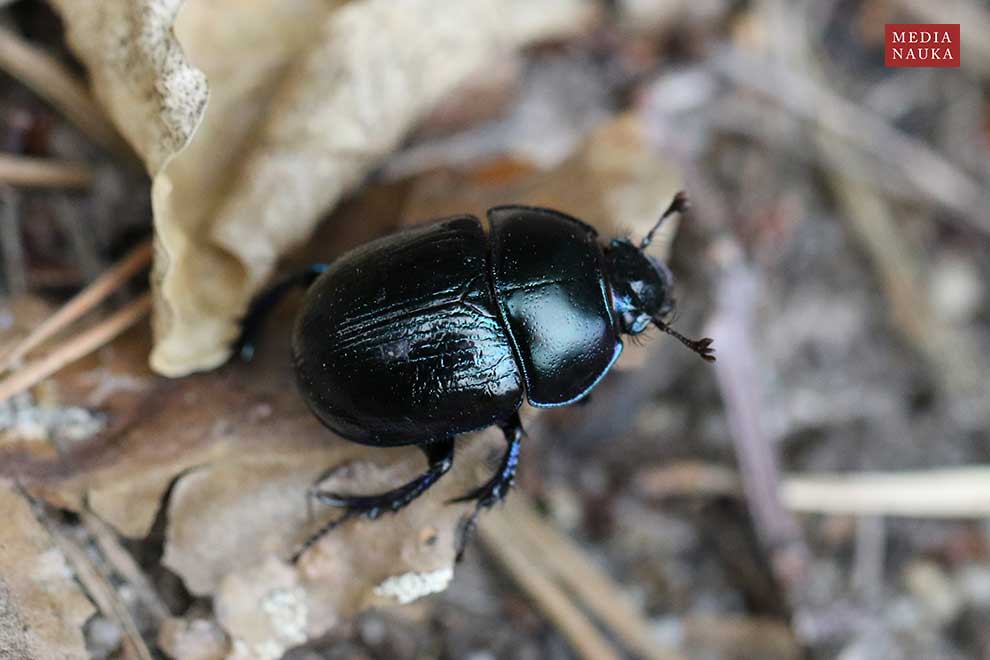 żuk leśny (Anoplotrupes stercorosus)