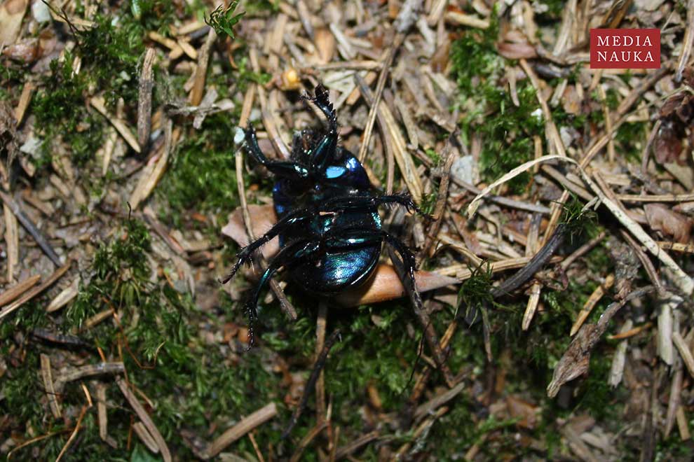 żuk leśny (Anoplotrupes stercorosus)