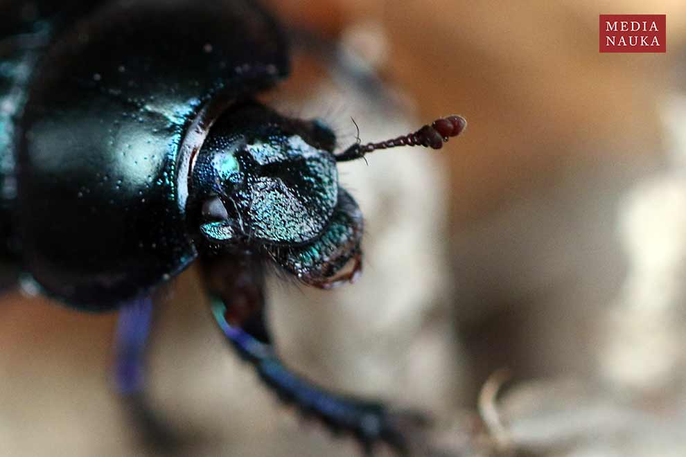 żuk leśny (Anoplotrupes stercorosus)