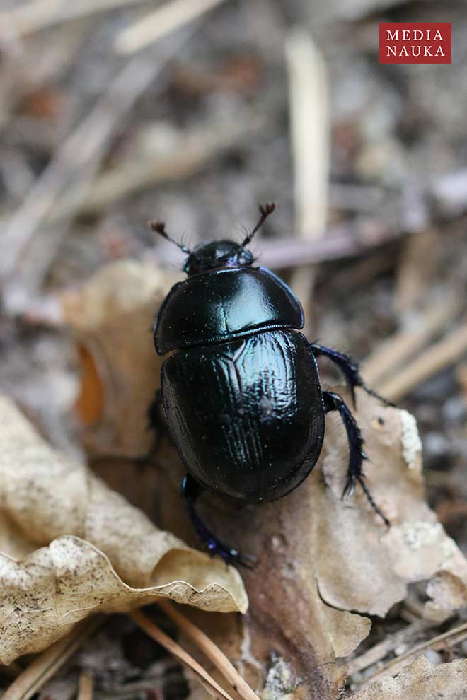 żuk leśny (Anoplotrupes stercorosus)