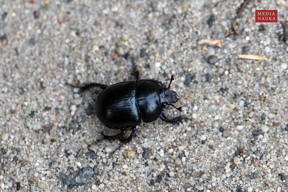 żuk leśny (Anoplotrupes stercorosus)