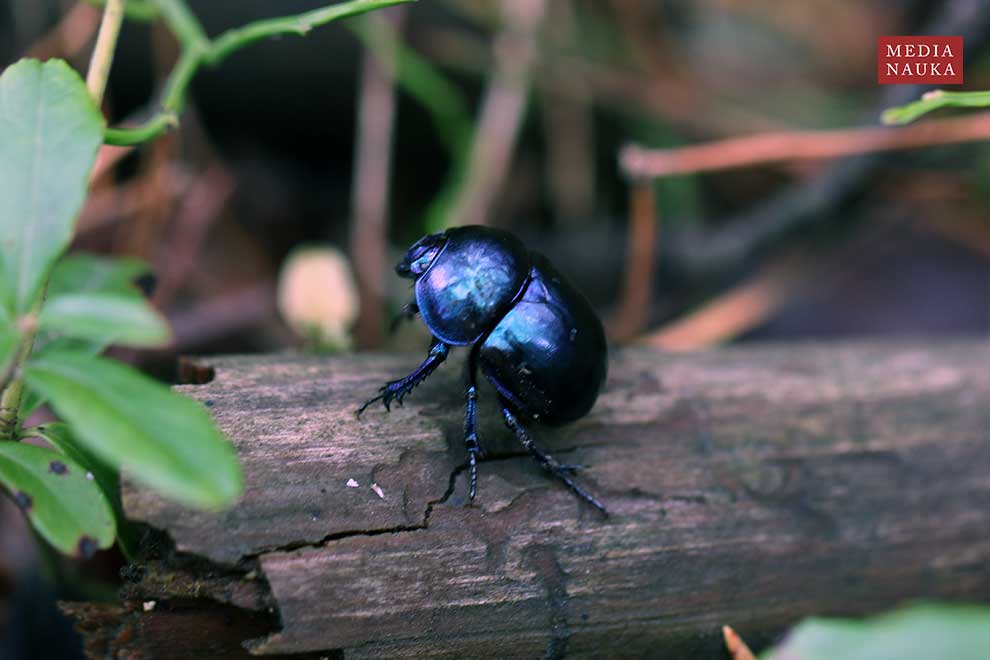 żuk leśny (Anoplotrupes stercorosus)