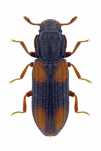 (Bitoma crenata)