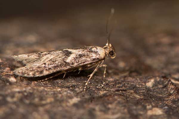 (Blastobasis adustella)