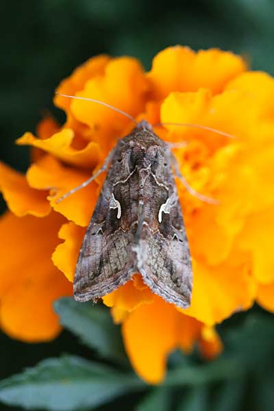 Błyszczka jarzynówka (Autographa gamma)