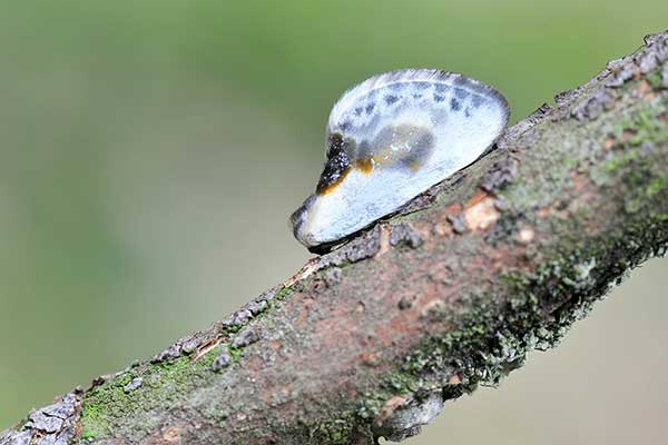 Bodlica sinica, bodlica rogawica (Cilix glaucata)